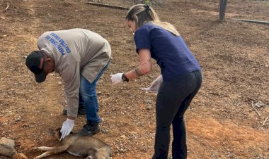 Campanha de Vacinação Antirrábica na Zona Rural